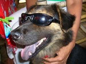 What Breed is My Dog?